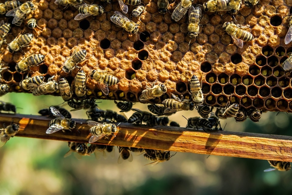 Beekeeping Agriculture Beehive Apiary Beeswax Bee