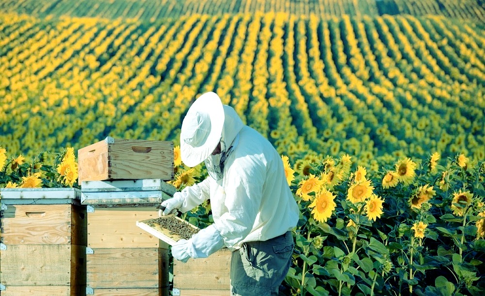 Waar te beginnen als je de bijenteelt wilt doen?